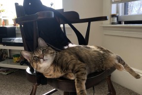 华体会体育-霍勒迪绝境封神！广东铁血防线终结深圳队12连胜传奇