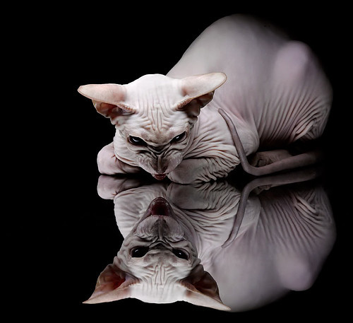 华体会体育-非典型跨界，当文班亚马在F1街道赛降维打击  第2张