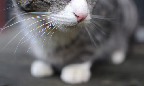 华体会体育-哈弗茨用实力证名,阿根廷狂胜巴黎,足球世界中的个人救赎与团队神迹 第2张 华体会体育-哈弗茨用实力证名,阿根廷狂胜巴黎,足球世界中的个人救赎与团队神迹 第2张